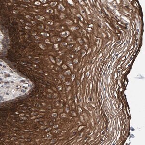 Merck Anti-MFSD6L antibody produced in rabbit