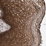 Merck Anti-MFSD6L antibody produced in rabbit