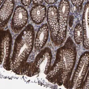 Merck Anti-SLIT2 antibody produced in rabbit