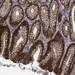 Merck Anti-SLIT2 antibody produced in rabbit