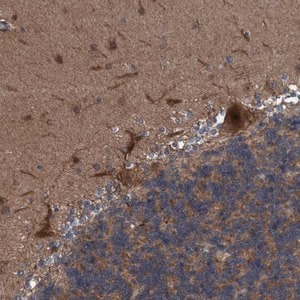 Merck Anti-NISCH antibody produced in rabbit