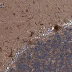 Merck Anti-NISCH antibody produced in rabbit