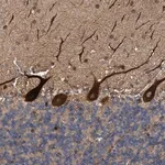 Merck Anti-THEM6 antibody produced in rabbit