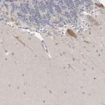 Merck Anti-NIPA1 antibody produced in rabbit