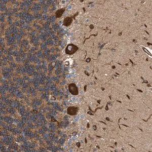 Merck Anti-FMNL3 antibody produced in rabbit