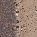 Merck Anti-FMNL3 antibody produced in rabbit