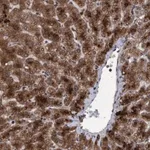 Merck Anti-PSMB6 antibody produced in rabbit