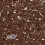 Merck Anti-TANC2 antibody produced in rabbit