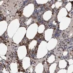 Merck Anti-SRP68 antibody produced in rabbit