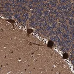 Merck Anti-EFCAB13 antibody produced in rabbit