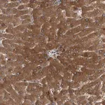 Merck Anti-PARP11 antibody produced in rabbit