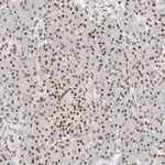 Merck Anti-COPS7A antibody produced in rabbit