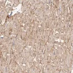Merck Anti-SGCD antibody produced in rabbit
