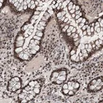 Merck Anti-WDR33 antibody produced in rabbit