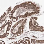 Merck Anti-TMPRSS11F antibody produced in rabbit