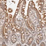 Merck Anti-TMPPE antibody produced in rabbit