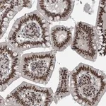 Merck Anti-UNC50 antibody produced in rabbit