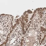 Merck Anti-ASTN2 antibody produced in rabbit