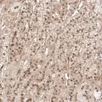 Merck Anti-ZNF318 antibody produced in rabbit