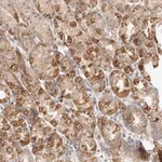 Merck Anti-SLC25A36 antibody produced in rabbit