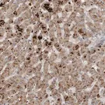 Merck Anti-SCP2 antibody produced in rabbit