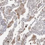 Merck Anti-EYS antibody produced in rabbit