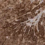 Merck Anti-PDCD10 antibody produced in rabbit