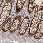 Merck Anti-MRPL41 antibody produced in rabbit