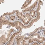 Merck Anti-ERI3 antibody produced in rabbit