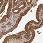 Merck Anti-SGK3 antibody produced in rabbit