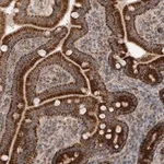 Merck Anti-MRPS28 antibody produced in rabbit