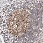 Merck Anti-CDCA7L antibody produced in rabbit