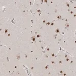 Merck Anti-CXorf23 antibody produced in rabbit