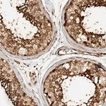 Merck Anti-CNTROB antibody produced in rabbit