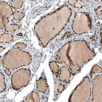 Merck Anti-PDCD4 antibody produced in rabbit