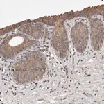 Merck Anti-UBE3D antibody produced in rabbit