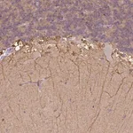 Merck Anti-CACNB1 antibody produced in rabbit