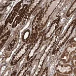 Merck Anti-CCDC57 antibody produced in rabbit