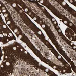 Merck Anti-CCDC57 antibody produced in rabbit
