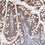 Merck Anti-USP43 antibody produced in rabbit