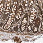 Merck Anti-BAHCC1 antibody produced in rabbit