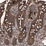 Merck Anti-GGT6 antibody produced in rabbit