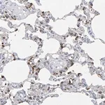 Merck Anti-ZNF77 antibody produced in rabbit