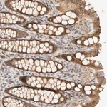 Merck Anti-ARFGEF1 antibody produced in rabbit