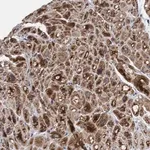 Merck Anti-MRPS23 antibody produced in rabbit