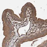 Merck Anti-ZNF347 antibody produced in rabbit