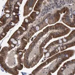 Merck Anti-TRIM68 antibody produced in rabbit