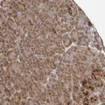 Merck Anti-TRIM5 antibody produced in rabbit