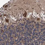 Merck Anti-AGAP2 antibody produced in rabbit