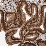 Merck Anti-ZNF366 antibody produced in rabbit